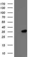 IFI35 Antibody - HEK293T cells were transfected with the pCMV6-ENTRY control (Left lane) or pCMV6-ENTRY IFI35 (Right lane) cDNA for 48 hrs and lysed. Equivalent amounts of cell lysates (5 ug per lane) were separated by SDS-PAGE and immunoblotted with anti-IFI35.