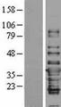 IFI35 Protein - Western validation with an anti-DDK antibody * L: Control HEK293 lysate R: Over-expression lysate