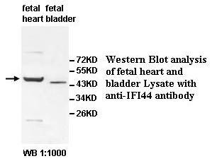 IFI44 Antibody