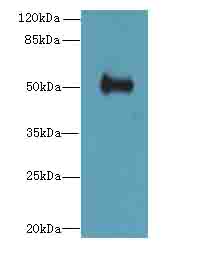 IFI44 Antibody - Western blot. All lanes: IFI44 antibody at 6 ug/ml+Mos- lung tissue Goat polyclonal to rabbit at 1:10000 dilution. Predicted band size: 51 kDa. Observed band size: 51 kDa.