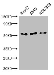 IFI44L Antibody - Positive WB detected in:HepG2 whole cell lysate,A549 whole cell lysate,NIH/3T3 whole cell lysate;All lanes:IFI44L antibody at 2.5?g/ml;Secondary;Goat polyclonal to rabbit IgG at 1/50000 dilution;Predicted band size: 52,19 KDa;Observed band size: 52 KDa;