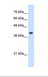 IFI44L Antibody - Jurkat cell lysate. Antibody concentration: 5.0 ug/ml. Gel concentration: 12%.  This image was taken for the unconjugated form of this product. Other forms have not been tested.