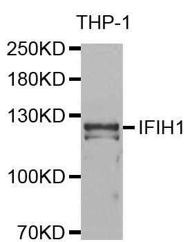 IFIH1 / MDA5 Antibody - Western blot analysis of extracts of THP-1 cells, using IFIH1 antibody at 1:1000 dilution. The secondary antibody used was an HRP Goat Anti-Rabbit IgG (H+L) at 1:10000 dilution. Lysates were loaded 25ug per lane and 3% nonfat dry milk in TBST was used for blocking.