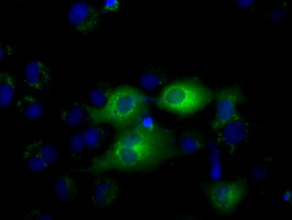 IFIT1 / ISG56 Antibody - Anti-IFIT1 mouse monoclonal antibody immunofluorescent staining of COS7 cells transiently transfected by pCMV6-ENTRY IFIT1.