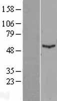 IFIT1 / ISG56 Protein - Western validation with an anti-DDK antibody * L: Control HEK293 lysate R: Over-expression lysate