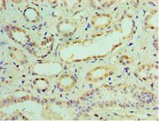 IFIT3 Antibody - Immunohistochemistry of paraffin-embedded human kidney using antibody at 1:100 dilution.  This image was taken for the unconjugated form of this product. Other forms have not been tested.