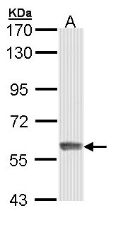 IFIT3 Antibody - Sample (30 ug of whole cell lysate). A:293T. 7.5% SDS PAGE. IFIT3 antibody diluted at 1:5000.