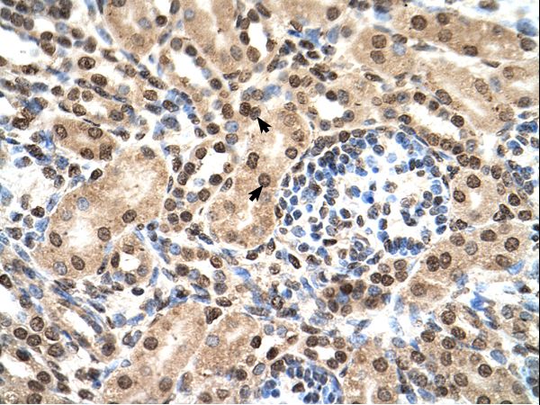 IFIT3 Antibody - IFIT3 antibody IFIT3(interferon-induced protein with tetratricopeptide repeats 3) Antibody was used in IHC to stain formalin-fixed, paraffin-embedded human kidney.  This image was taken for the unconjugated form of this product. Other forms have not been tested.