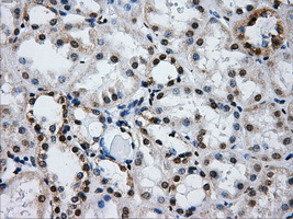 IFIT3 Antibody - Immunohistochemical staining of paraffin-embedded Kidney tissue using anti-IFIT3 mouse monoclonal antibody. (Dilution 1:50).
