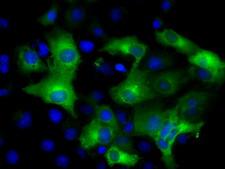 IFIT3 Antibody - Anti-IFIT3 mouse monoclonal antibody  immunofluorescent staining of COS7 cells transiently transfected by pCMV6-ENTRY IFIT3.