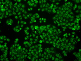 IFIT3 Antibody - Immunofluorescent staining of HT29 cells using anti-IFIT3 mouse monoclonal antibody.
