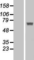IFIT5 Protein - Western validation with an anti-DDK antibody * L: Control HEK293 lysate R: Over-expression lysate