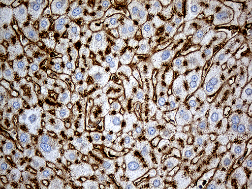 IFITM2 Antibody - Immunohistochemical staining of paraffin-embedded Human liver tissue within the normal limits using anti-IFITM2 mouse monoclonal antibody. (Heat-induced epitope retrieval by 1mM EDTA in 10mM Tris buffer. (pH8.5) at 120°C for 3 min. (1:500)
