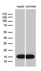 IFITM2 Antibody - Western blot analysis of extracts. (35ug) from 2 different cell lines by using anti-IFITM2 monoclonal antibody. (1:500)