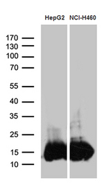 IFITM2 Antibody - Western blot analysis of extracts. (35ug) from 2 different cell lines by using anti-IFITM2 monoclonal antibody. (1:500)