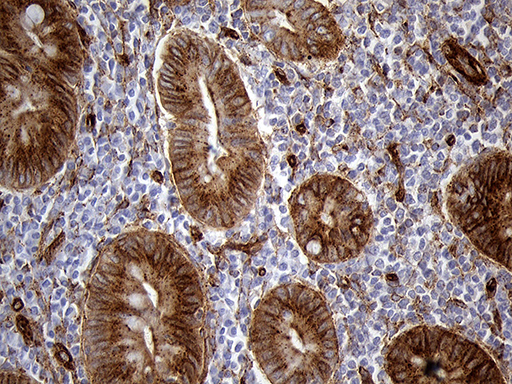 IFITM2 Antibody - Immunohistochemical staining of paraffin-embedded Human appendix tissue within the normal limits using anti-IFITM2 mouse monoclonal antibody. (Heat-induced epitope retrieval by 1mM EDTA in 10mM Tris buffer. (pH8.5) at 120°C for 3 min. (1:2000)