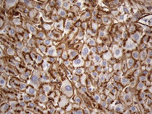 IFITM2 Antibody - Immunohistochemical staining of paraffin-embedded Human liver tissue within the normal limits using anti-IFITM2 mouse monoclonal antibody. (Heat-induced epitope retrieval by 1mM EDTA in 10mM Tris buffer. (pH8.5) at 120°C for 3 min. (1:2000)