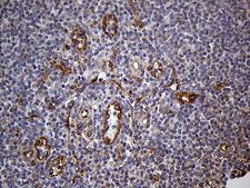 IFITM2 Antibody - Immunohistochemical staining of paraffin-embedded Human tonsil within the normal limits using anti-IFITM2 mouse monoclonal antibody. (Heat-induced epitope retrieval by 1mM EDTA in 10mM Tris buffer. (pH8.5) at 120°C for 3 min. (1:2000)