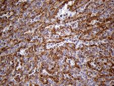 IFITM2 Antibody - Immunohistochemical staining of paraffin-embedded Human spleen tissue within the normal limits using anti-IFITM2 mouse monoclonal antibody. (Heat-induced epitope retrieval by 1mM EDTA in 10mM Tris buffer. (pH8.5) at 120°C for 3 min. (1:1000)