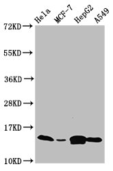 IFITM2 Antibody - Western Blot Positive WB detected in: Hela whole cell lysate, MCF-7 whole cell lysate, HepG2 whole cell lysate, A549 whole cell lysate All lanes: IFITM2 antibody at 4.7µg/ml Secondary Goat polyclonal to rabbit IgG at 1/50000 dilution Predicted band size: 15 kDa Observed band size: 15 kDa