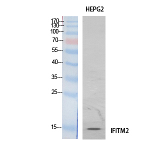IFITM2 Antibody - Western Blot analysis of extracts from HeLa cells using IFITM2 Antibody.