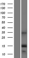 IFITM5 Protein - Western validation with an anti-DDK antibody * L: Control HEK293 lysate R: Over-expression lysate