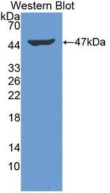 IFN Beta / Interferon Beta Antibody - Western Blot; Sample: Recombinant protein.