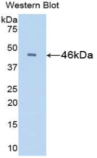 IFN Beta / Interferon Beta Antibody - Western blot of recombinant IFN Beta / Interferon Beta.  This image was taken for the unconjugated form of this product. Other forms have not been tested.
