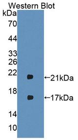 IFN Beta / Interferon Beta Antibody - Western Blot; Sample: Recombinant protein.