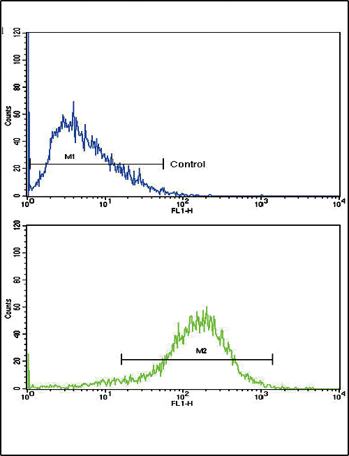 IFN Beta / Interferon Beta Antibody - Flow cytometric of HepG2 cells using IFNB1 Antibody (bottom histogram) compared to a negative control cell (top histogram). FITC-conjugated goat-anti-rabbit secondary antibodies were used for the analysis.