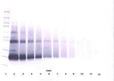 IFN Beta / Interferon Beta Antibody - Western Blot (non-reducing) of IFNB1 / Interferon Beta antibody. This image was taken for the unconjugated form of this product. Other forms have not been tested.
