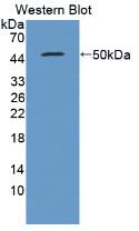 IFN Beta / Interferon Beta Antibody - Western blot using recombinant porcine  Interferon Beta. 