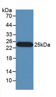 IFN Beta / Interferon Beta Antibody - Western Blot; Sample: Recombinant IFNb, Human.