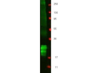 IFN Beta / Interferon Beta Antibody - Western blot using the protein-A purified anti-swine IFN beta antibody shows detection of recombinant Swine IFN beta at about 19.5 kDa raised in yeast. Membrane was blocked with 3% BSA (BSA-30, diluted 1:10), and probed with 1 µg/mL primary antibody overnight at 4°C. After washing, membrane was probed with for 45 min at room temperature.