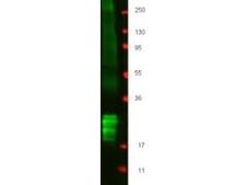 IFN Beta / Interferon Beta Antibody - Western blot of protein-A purified anti-swine IFN beta antibody shows detection of recombinant Swine IFN beta at about 19.5 kDa raised in yeast. Membrane was blocked with 3% BSA (BSA-30, diluted 1:10), and probed with 1 g/mL primary antibody overnight at 4C. After washing, membrane was probed with IRDye800 Conjugated Goat Anti-Rabbit IgG (p/n 611-132-122) for 45 min at room temperature.