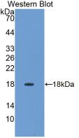 IFN Gamma / Interferon Gamma Antibody - Western Blot; Sample: Recombinant IFNg, Gallus.