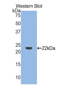 IFN Gamma / Interferon Gamma Antibody - Western blot of recombinant IFN Gamma / Interferon Gamma.  This image was taken for the unconjugated form of this product. Other forms have not been tested.