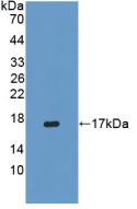 IFN Gamma / Interferon Gamma Antibody - Western Blot; Sample: Recombinant IFNg, Porcine.