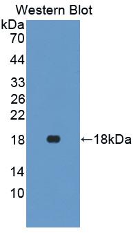 IFN Gamma / Interferon Gamma Antibody - Western Blot; Sample: Recombinant protein.