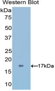 IFN Gamma / Interferon Gamma Antibody - Western blot of recombinant IFN Gamma / Interferon Gamma.  This image was taken for the unconjugated form of this product. Other forms have not been tested.