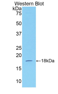 IFN Gamma / Interferon Gamma Antibody - Western blot of recombinant IFN Gamma / Interferon Gamma.  This image was taken for the unconjugated form of this product. Other forms have not been tested.