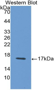 IFN Gamma / Interferon Gamma Antibody - Western blot of recombinant IFN Gamma / Interferon Gamma.