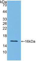 IFN Gamma / Interferon Gamma Antibody - Western Blot; Sample: Recombinant IFNg, Rat.