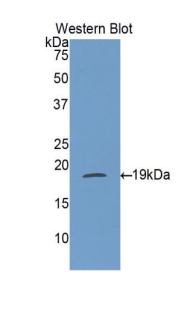 IFN Gamma / Interferon Gamma Antibody - Western blot of recombinant IFN Gamma / Interferon Gamma.  This image was taken for the unconjugated form of this product. Other forms have not been tested.