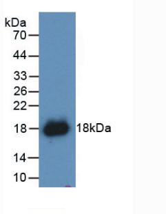 IFN Gamma / Interferon Gamma Antibody - Western Blot; Sample: Recombinant IFNg, Canine.