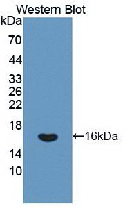 IFN Gamma / Interferon Gamma Antibody - Western Blot; Sample: Recombinant protein.