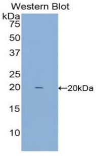 IFN Gamma / Interferon Gamma Antibody - Western blot of recombinant IFN Gamma / Interferon Gamma.  This image was taken for the unconjugated form of this product. Other forms have not been tested.