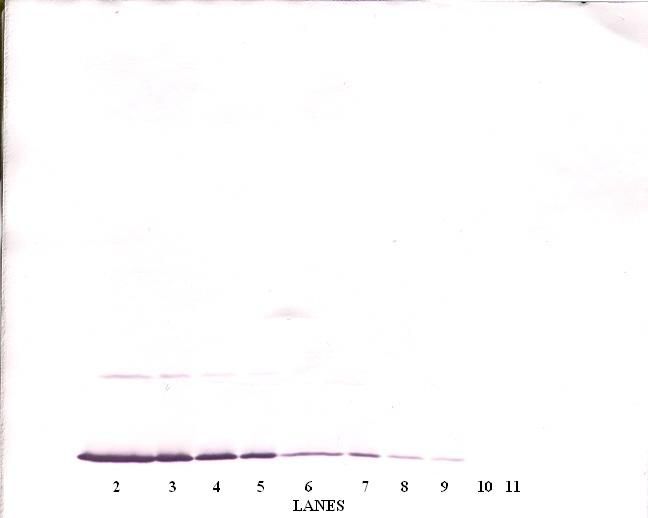 IFN Gamma / Interferon Gamma Antibody - Western Blot (non-reducing) of IFN-Gamma / Interferon Gamma antibody. This image was taken for the unconjugated form of this product. Other forms have not been tested.