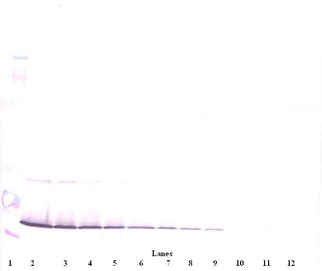 IFN Gamma / Interferon Gamma Antibody - Western Blot (non-reducing) of IFN-Gamma / Interferon Gamma antibody. This image was taken for the unconjugated form of this product. Other forms have not been tested.