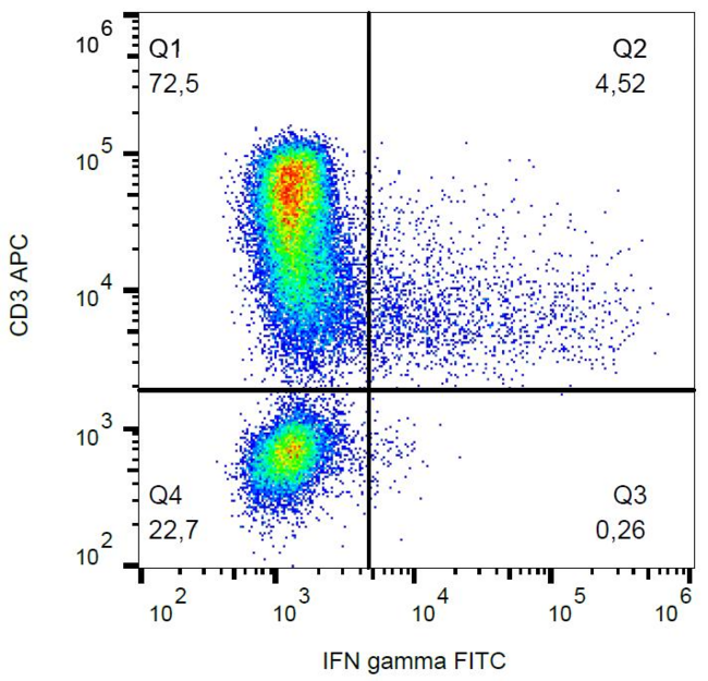 IFN Gamma / Interferon Gamma Antibody - Intracellular staining of IFN gamma in PHA-activated human PBMC with anti-IFN gamma (4S.B3) FITC.